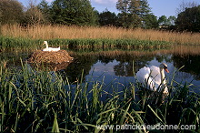 Mute Swan (Cygnus olor) - Cygne tubercule - 20655