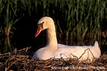 Mute Swan (Cygnus olor) - Cygne tubercule - 20659