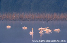 Mute Swan (Cygnus olor) - Cygne tubercule - 20662