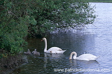 Mute Swan (Cygnus olor) - Cygne tubercule - 20671 Mute Swan (Cygnus olor) - Cygne tubercule - 20671