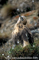 Rough-legged Buzzard (Buteo lagopus) - Buse  pattue -  20723
