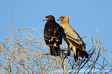 Spotted Eagle (Aquila clanga) - Aigle criard (10622)