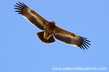 Steppe Eagle (Aquila nipalensis) - Aigle des Steppes (10625)