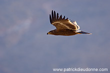 Steppe Eagle (Aquila nipalensis) - Aigle des Steppes (10633)