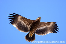 Steppe Eagle (Aquila nipalensis) - Aigle des Steppes (10637)
