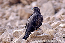 Steppe Eagle (Aquila nipalensis) - Aigle des Steppes (10641)
