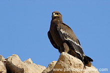 Steppe Eagle (Aquila nipalensis) - Aigle des Steppes (10644)