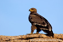 Steppe Eagle (Aquila nipalensis) - Aigle des Steppes (10648)