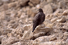 Steppe Eagle (Aquila nipalensis) - Aigle des Steppes (10954)