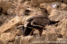 Steppe Eagle (Aquila nipalensis) - Aigle des Steppes (10972)