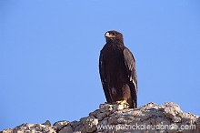 Steppe Eagle (Aquila nipalensis) - Aigle des Steppes (10979)