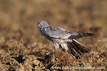 Montagu's Harrier (Circus pygargus) - Busard cendre - 20758