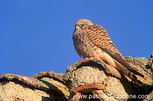 Kestrel (lesser) (Falco naumanni) - Faucon crecerellette - 20774
