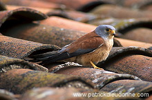 Kestrel (lesser) (Falco naumanni) - Faucon crecerellette - 20777
