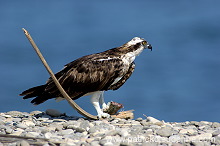 Osprey (Pandion haliaetus) - Balbuzard pêcheur 10757