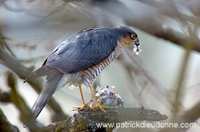 Sparrowhawk (Accipiter nisus) - Epervier - 20804
