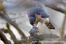 Sparrowhawk (Accipiter nisus) - Epervier - 20806