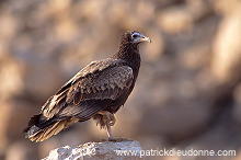 Egyptian Vulture (Neophron percnopterus) Vautour percnoptère 11172