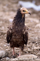 Egyptian Vulture (Neophron percnopterus) - Vautour percnoptere - 20814