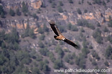 Griffon Vulture (Gyps fulvus) - Vautour fauve - 20823