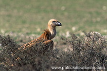 Griffon Vulture (Gyps fulvus) - Vautour fauve - 20833