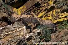 Griffon Vulture (Gyps fulvus) - Vautour fauve - 20839