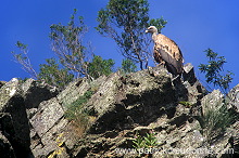 Griffon Vulture (Gyps fulvus) - Vautour fauve - 20841