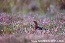 Red Grouse (Lagopus lagopus) - Lagopede d'Ecosse - 20869