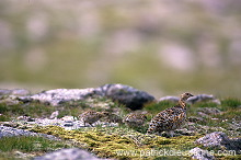 Ptarmigan (Lagopus mutus) - Lagopede alpin -  20936