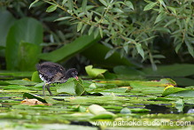 Moorhen (Gallinula chloropus) - Gallinule poule d'eau - 21014