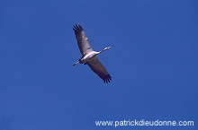 Common Crane (Grus grus) - Grue cendree - 21065