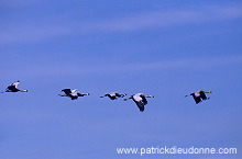 Common Crane (Grus grus) - Grue cendree - 21066