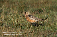 Bar-tailed Godwit (Limosa lapponica) - Barge rousse - 17547