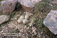 Ringed Plover (Charadrius hiaticula) - Grand gravelot - 17711