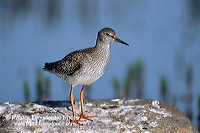 Redshank (Tringa totanus) - Chevalier gambette - 17726 Redshank (Tringa totanus) - Chevalier gambette - 17726