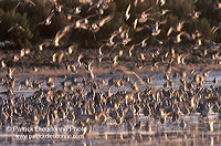 Waders at sunset - Limicoles au couchant - 17891