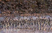 Waders at sunset - Limicoles au couchant - 17894