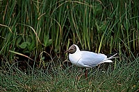 Gull (Black-headed) (Larus ridibundus) - Mouette rieuse 12012