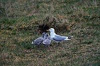 Gull (Common) (Larus canus) - Goéland cendré 11798