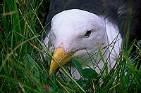 Gull (Great Black-backed Gull) (Larus marinus) - Goéland marin 11835