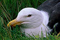 Gull (Great Black-backed Gull) (Larus marinus) - Goéland marin 11837