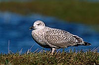 Gull (Great Black-backed Gull) (Larus marinus) - Goéland marin 11840