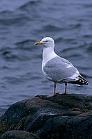 Gull (Herring) (Larus argentatus argenteus) - Goéland argenté 11894