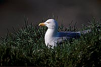Gull (Herring) (Larus argentatus argenteus) - Goéland argenté 11906