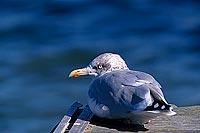 Gull (Herring) (Larus argentatus argenteus) - Goéland argenté 11935
