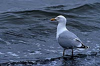 Gull (Herring) (Larus argentatus argenteus) - Goéland argenté 11914