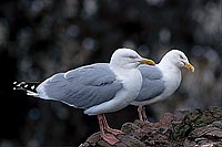 Gull (Herring) (Larus argentatus argenteus) - Goéland argenté 11933