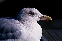Gull (Herring) (Larus argentatus argenteus) - Goéland argenté 11937