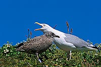 Gull (Herring) (Larus argentatus argentatus) - Goéland argenté 11919