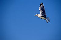 Gull (Herring) (Larus argentatus argenteus) - Goéland argenté 11970
